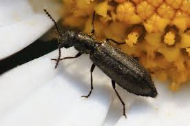 Attēlu rezultāti vaicājumam “Dasytes sp.”