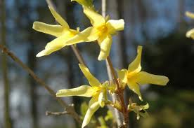 Attēlu rezultāti vaicājumam “Forsythia suspensa”