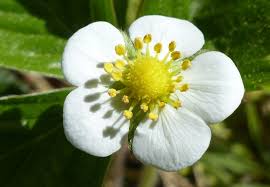 Attēlu rezultāti vaicājumam “Fragaria vesca flower”
