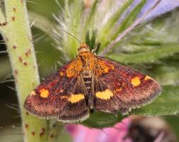 Attēlu rezultāti vaicājumam “Pyrausta aurata”