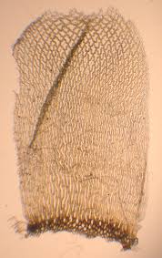 Attēlu rezultāti vaicājumam “Sphagnum papillosum”