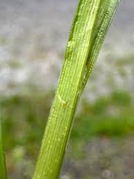 Attēlu rezultāti vaicājumam “Carex lepidocarpa leaf”