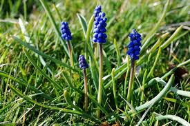Attēlu rezultāti vaicājumam “Muscari botryoides”