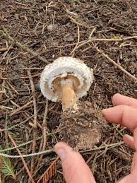 Attēlu rezultāti vaicājumam “Macrolepiota rhacodes”