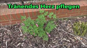 Image result for tränendes Herz