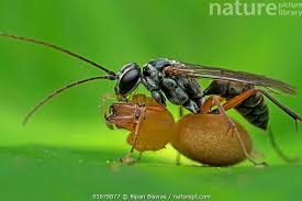 Attēlu rezultāti vaicājumam “Pompilidae”