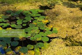 Attēlu rezultāti vaicājumam “Nymphaea alba leaf”