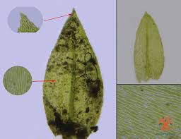 Attēlu rezultāti vaicājumam “Platyhypnidium riparioides”