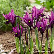 Attēlu rezultāti vaicājumam “Iris reticulata”