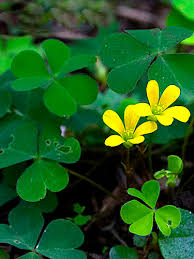 Attēlu rezultāti vaicājumam “Oxalis corniculata”