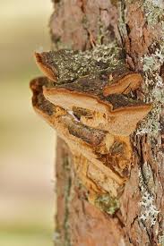 Attēlu rezultāti vaicājumam “Phellinus pini”