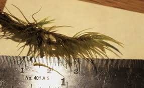 Attēlu rezultāti vaicājumam “Dicranales”