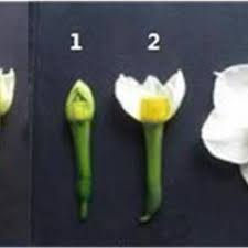 Attēlu rezultāti vaicājumam “Narcissus bud”