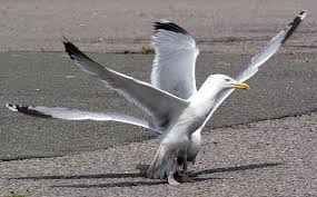 Attēlu rezultāti vaicājumam “Larus argentatus adult”