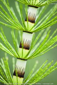 Attēlu rezultāti vaicājumam “Equisetum telmateia”