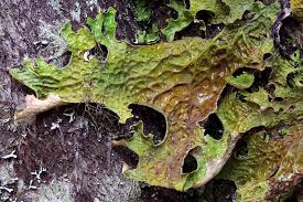 Attēlu rezultāti vaicājumam “Lobaria pulmonaria”