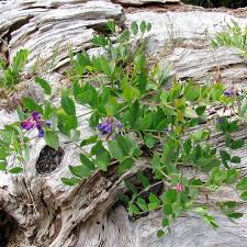Attēlu rezultāti vaicājumam “Lathyrus japonicus subsp. maritimus flower”
