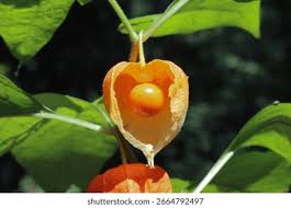 Attēlu rezultāti vaicājumam “Physalis alkekengi”