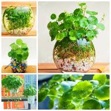 Attēlu rezultāti vaicājumam “Hydrocotyle vulgaris”