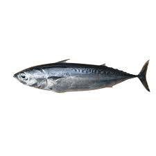 Image result for Euthynnus affinis