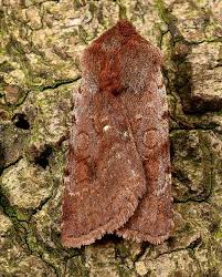 Attēlu rezultāti vaicājumam “Cerastis rubricosa”