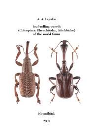 Attēlu rezultāti vaicājumam “Attelabidae”