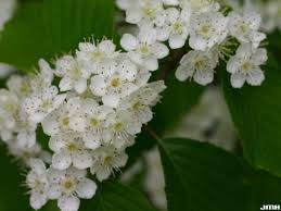 Attēlu rezultāti vaicājumam “Sorbus alnifolia”
