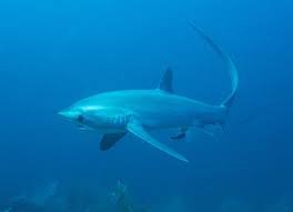 Image result for Alopias pelagicus