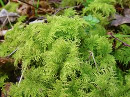 Attēlu rezultāti vaicājumam “Thuidium assimile”