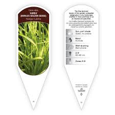 Attēlu rezultāti vaicājumam “Carex elata”