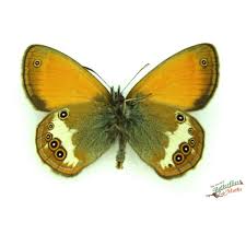 Attēlu rezultāti vaicājumam “Coenonympha arcania underside”