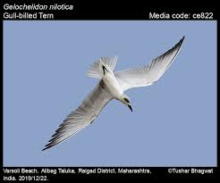 Image result for Gelochelidon nilotica