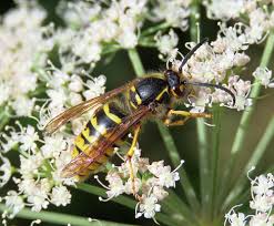 Attēlu rezultāti vaicājumam “Dolichovespula media”