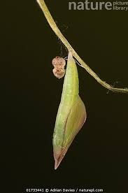 Attēlu rezultāti vaicājumam “Leptidea sinapis”