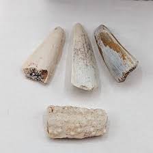 Attēlu rezultāti vaicājumam “Laccognathus panderi”