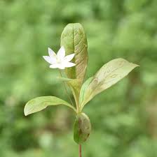 Attēlu rezultāti vaicājumam “Trientalis europaea leaf”