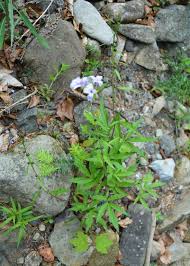 Attēlu rezultāti vaicājumam “Cardamine bulbifera leaf”