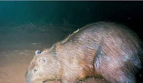 Attēlu rezultāti vaicājumam “Hydrochoerus hydrochaeris”