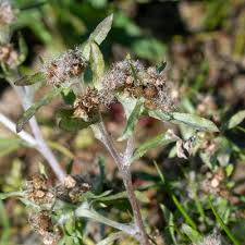 Attēlu rezultāti vaicājumam “Gnaphalium uliginosum leaf”