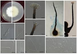 Attēlu rezultāti vaicājumam “Ophiostoma polyporicola”