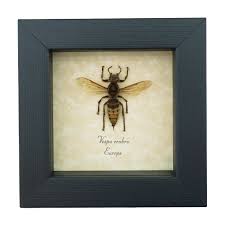 Attēlu rezultāti vaicājumam “Vespa crabro”