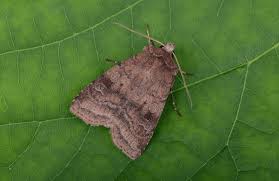 Attēlu rezultāti vaicājumam “Diarsia florida”