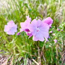 Image result for Malva alcea