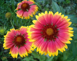 Image result for Gaillardia amblyodon