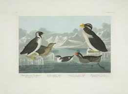 Image result for Synthliboramphus antiquus