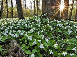 Attēlu rezultāti vaicājumam “Herniaria glabra flower”
