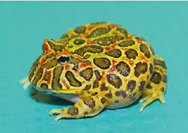 Image result for Ceratophrys ornata