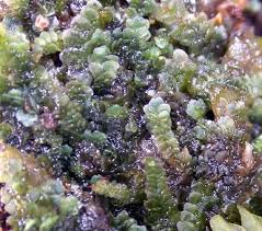 Attēlu rezultāti vaicājumam “Calypogeia neesiana”