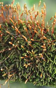 Attēlu rezultāti vaicājumam “Leskea polycarpa macro”