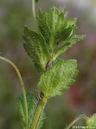 Attēlu rezultāti vaicājumam “Veronica persica leaf”